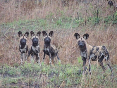 Family of African wild dog, Kafue National Park