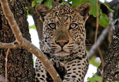 Leopard in a tree, South Luangwa National Park, Zambia