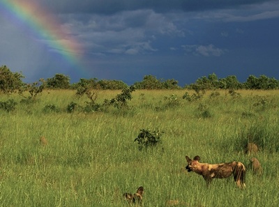 Wild dogs on the Busanga Plains, Kafue National Park, Zambia's largest reserve