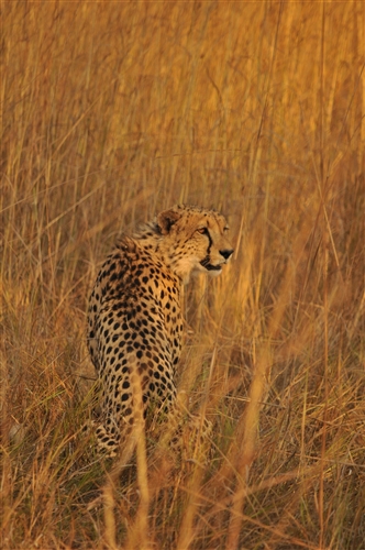 Cheetah, Zambia
