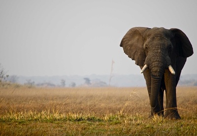 Elephant on the Busanga Plains, sighted from Musekese Camp