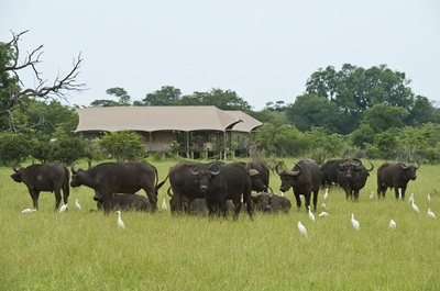 Buffalo herd in front of the accommodation at Toka Leya, Livingstone.