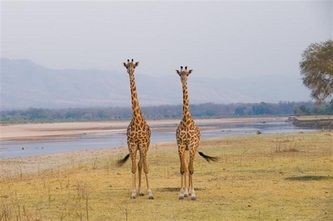 Thornicroft giraffe pair
