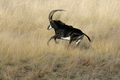 Sable Antelope, Kafue National Park