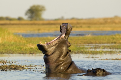 Hippo Yawn, Kafue National Park