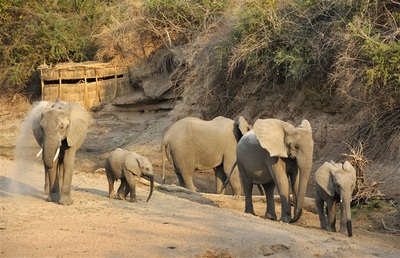 Mwamba Bush Camp elephant hide