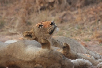 Lionesses, South Luangwa