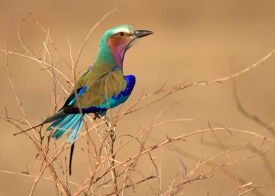 Lilac-breasted Roller, South Luangwa National Park
