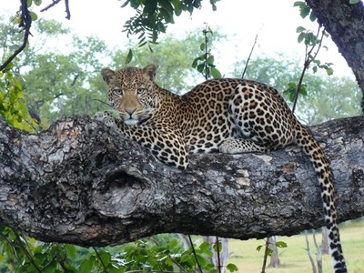 Leopard resting in tree, South Luangwa National Park