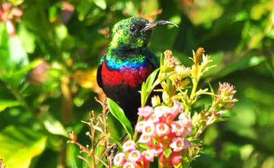 Sunbird in the gardens at Waterberry Zambezi Lodge, Livingstone