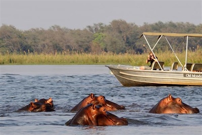 Boating on the Zambezi, with hippo sighting, Lower Zambezi National Park 