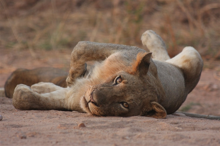 Young lion relaxing, South Luangwa National Park