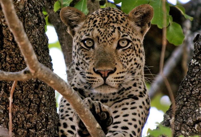 Leopard in tree, South Luangwa National Park