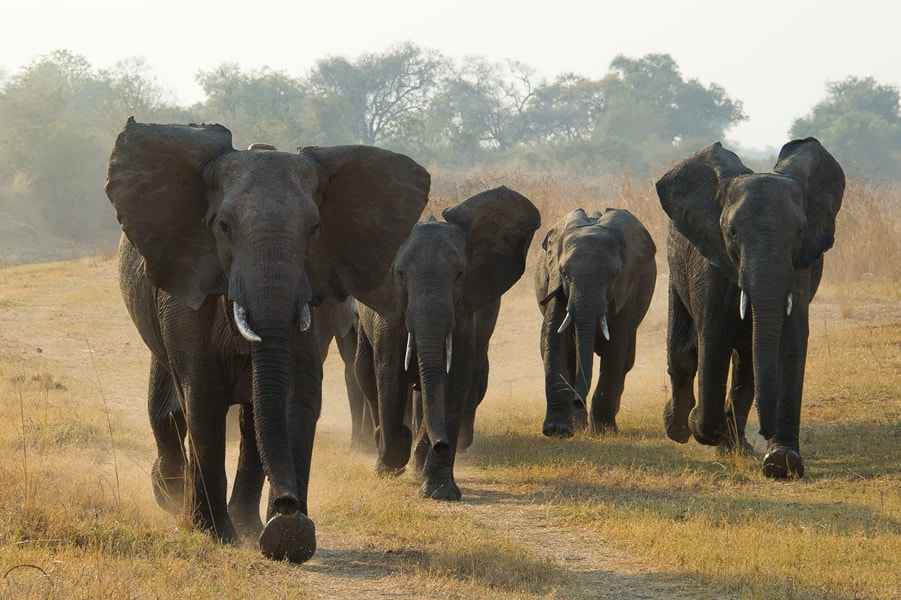 Elephant family South Luangwa National Park