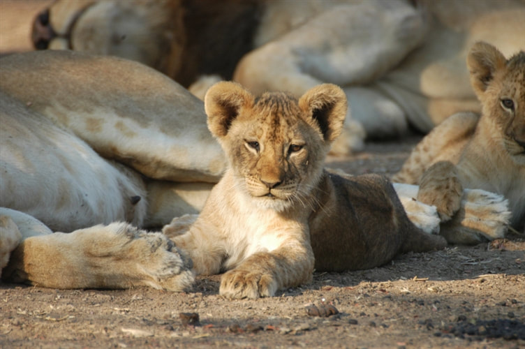 Lion Cub, South Luangwa