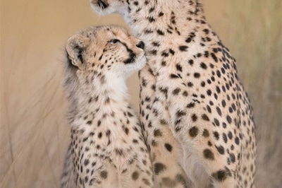 Cheeta and cub, Liuwa Plains