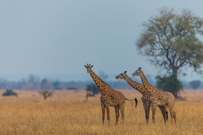 Giraffe in Luambe Park, Zambia