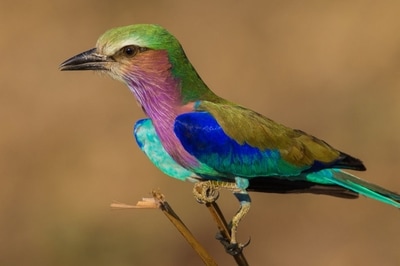 Lilac-breasted roller, Luambe National Park