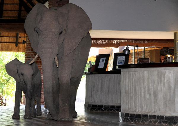 Elephants in reception, Mfuwe Lodge