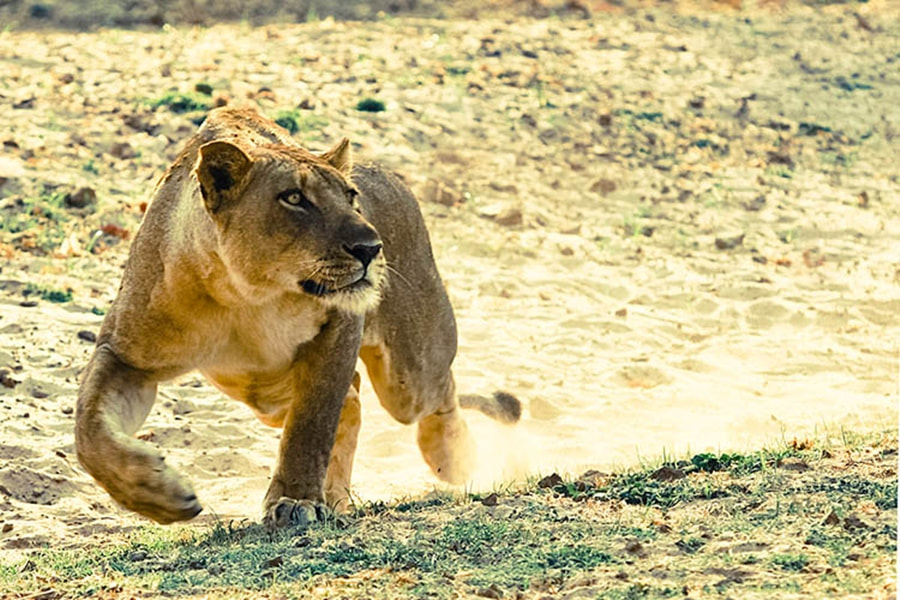 Lion on the hunt, Track and Trail Camp, South Luangwa